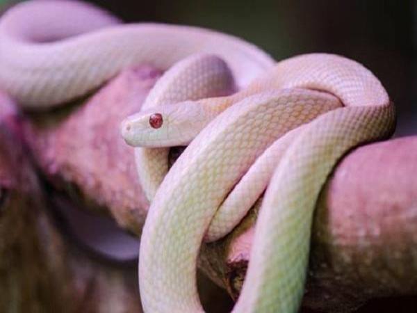 Giải mã giấc mơ thấy rắn trắng báo hiệu điều gì